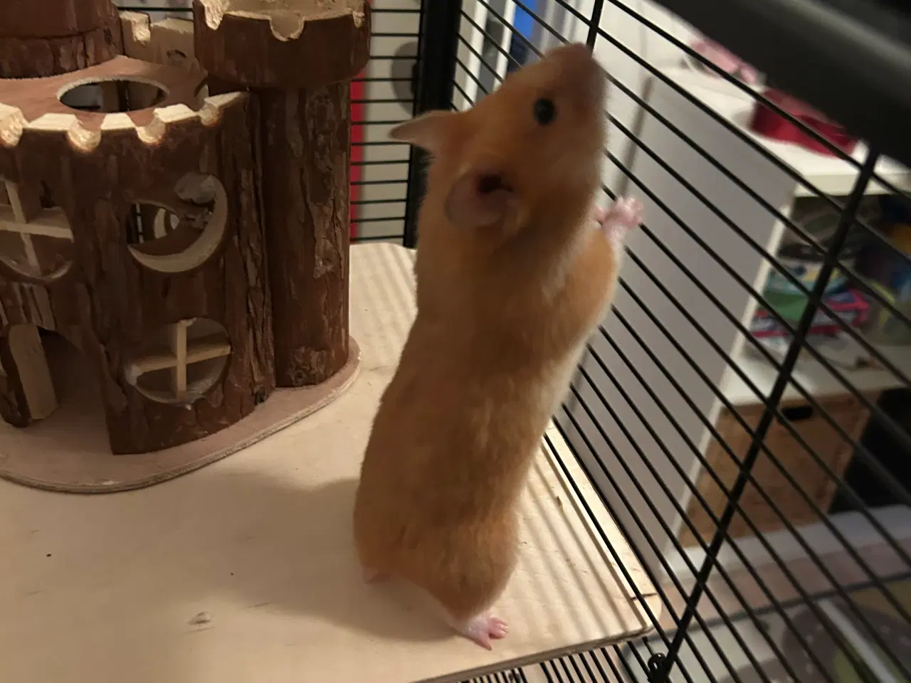 Billede 4 - Guldhamster inkl stort bur og tilbehør