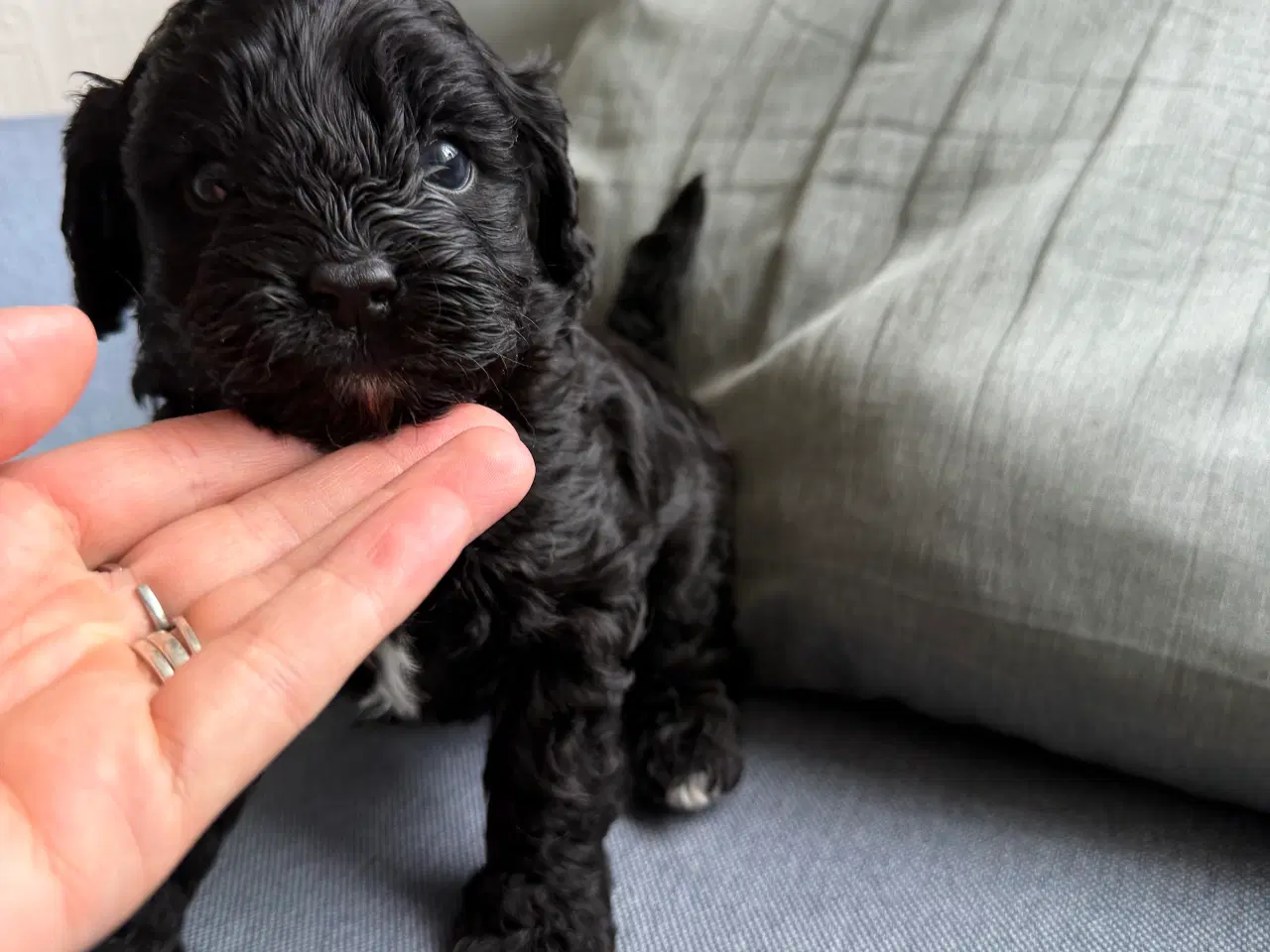 Billede 4 - Cavapoo hvalpe søger nyt hjem!