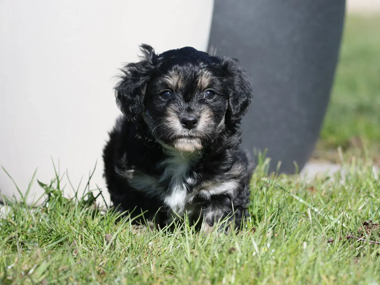 Billede 14 - Bichon havanais