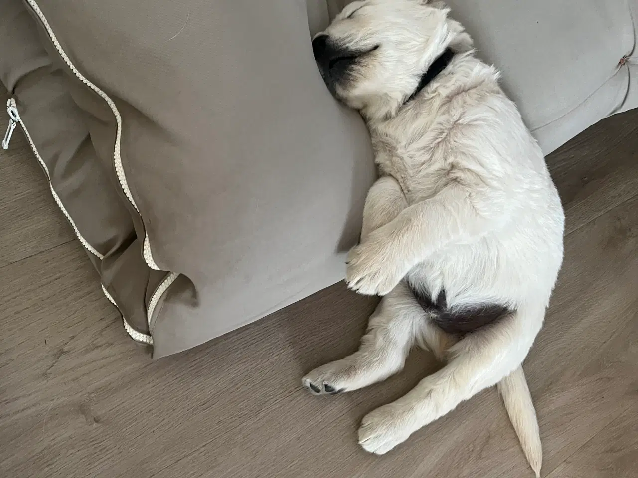 Billede 1 - Golden retriever hvalpe