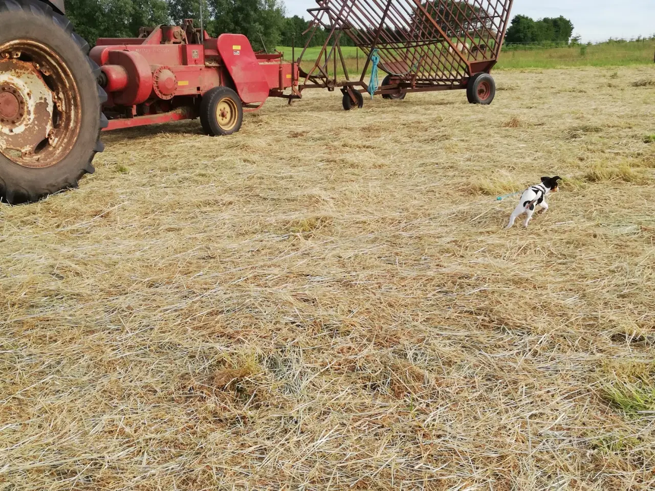Billede 1 - Massey Ferguson Presser til små baller