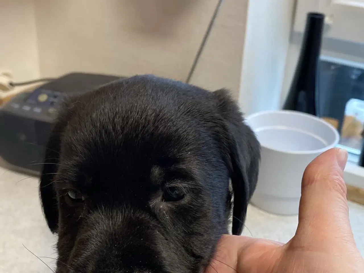 Billede 10 - 1 sort han hund som mangler sit eget hjem 