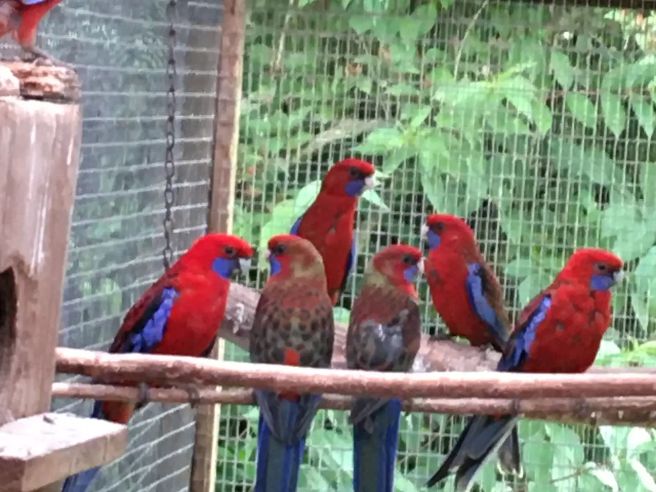 Billede 1 - Rød pannant