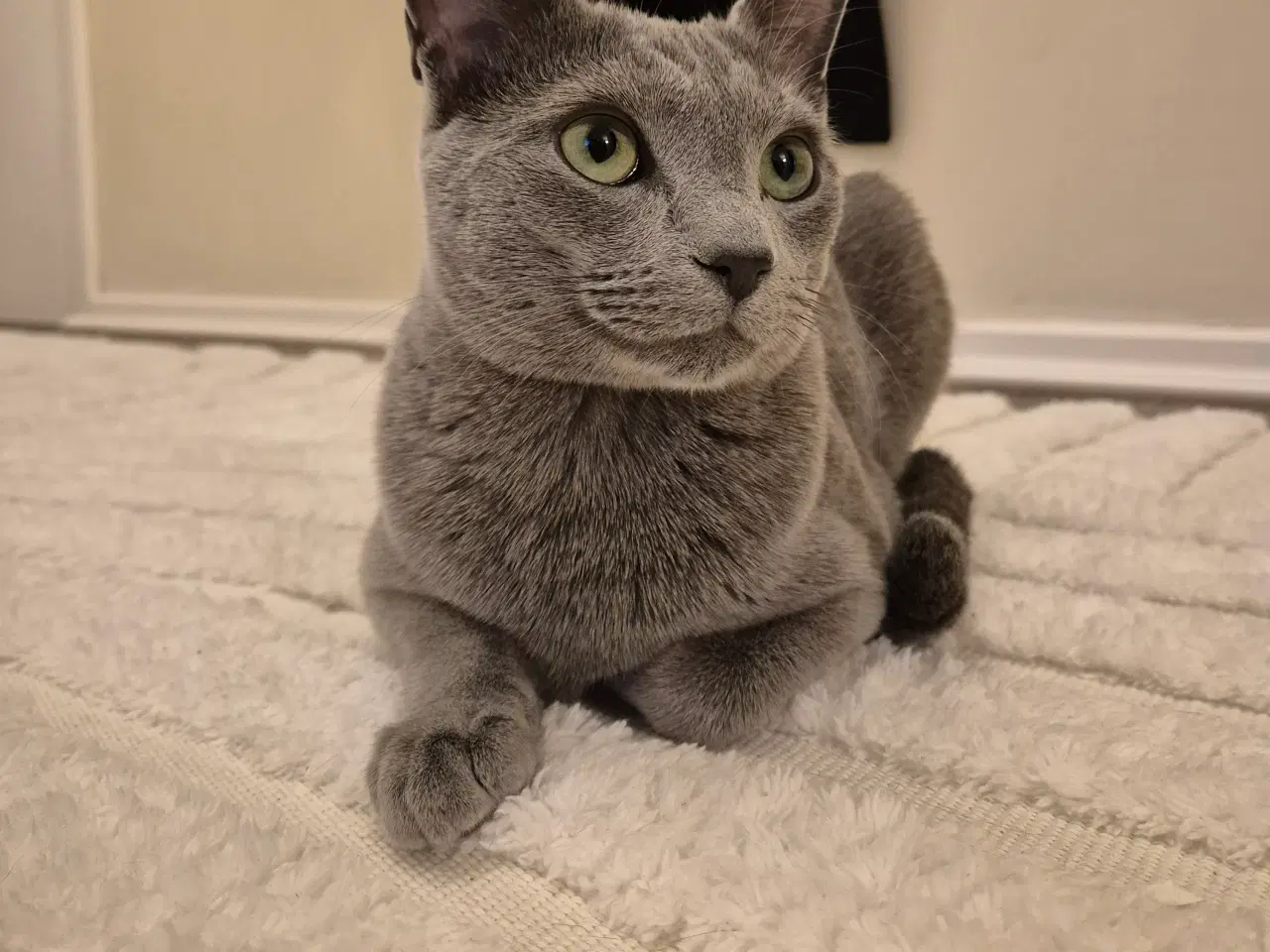 Billede 1 - Russian Blue hankat 