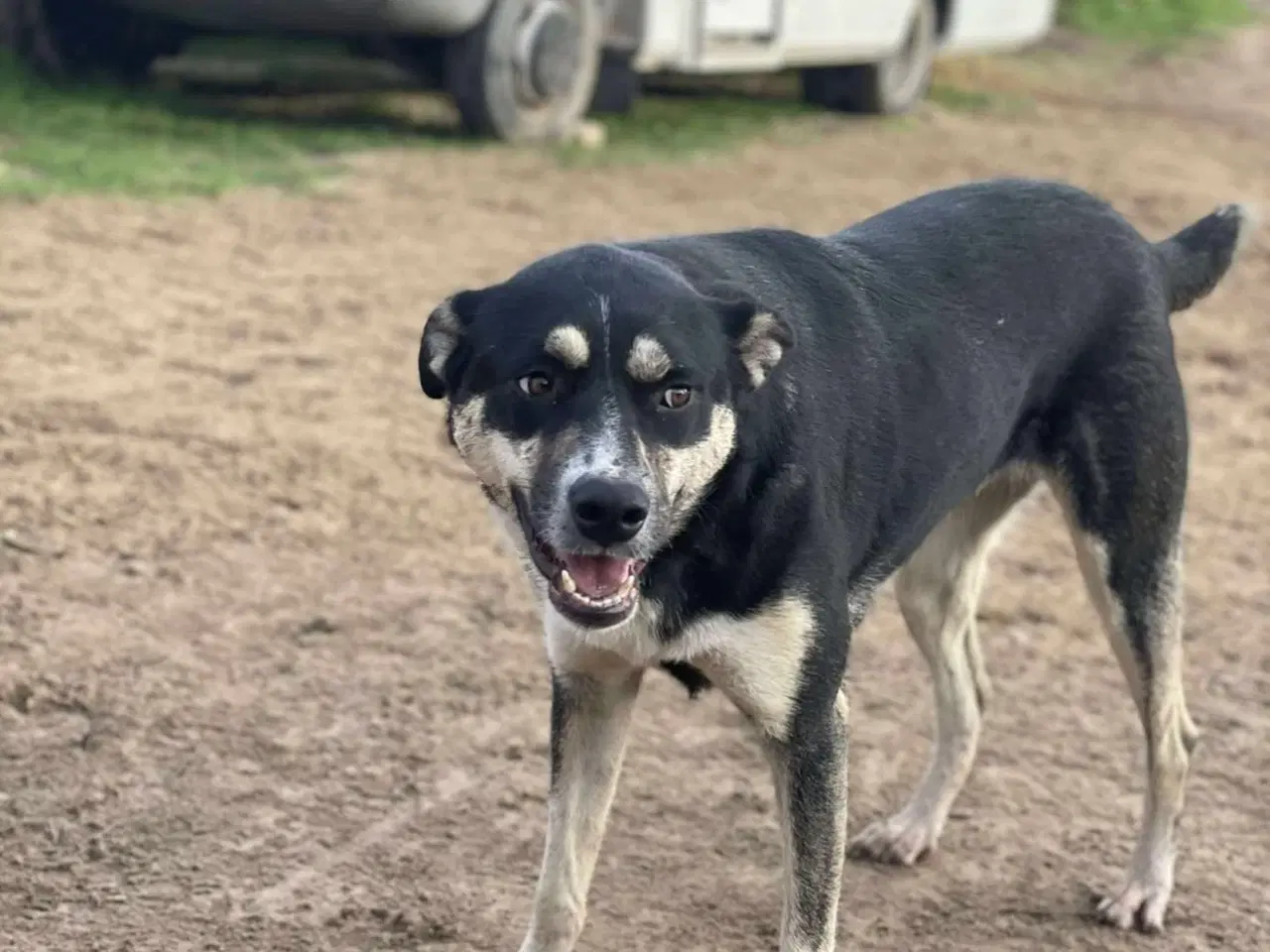 Billede 1 - Sødeste Sunny søger familie 