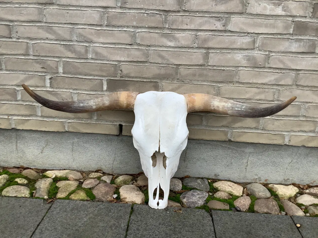 Billede 1 - 90 cm kranie med horn fra Skotsk Højlandskvæg
