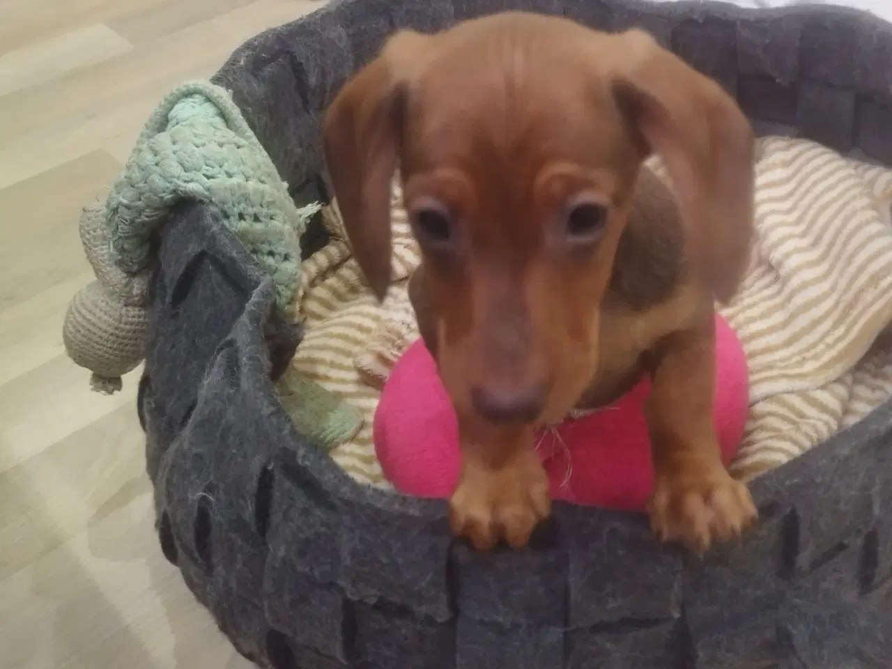 Billede 9 - Danmarks kønneste Dværg Gravhunde hvalpe