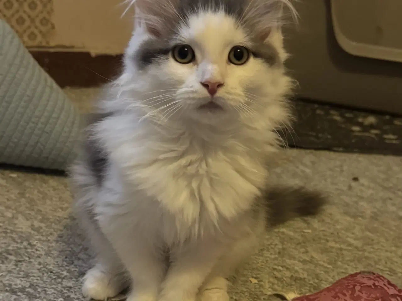 Billede 1 - Maine Coon blandings hankilling sælges 