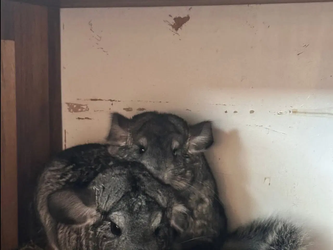 Billede 3 - Chinchilla 