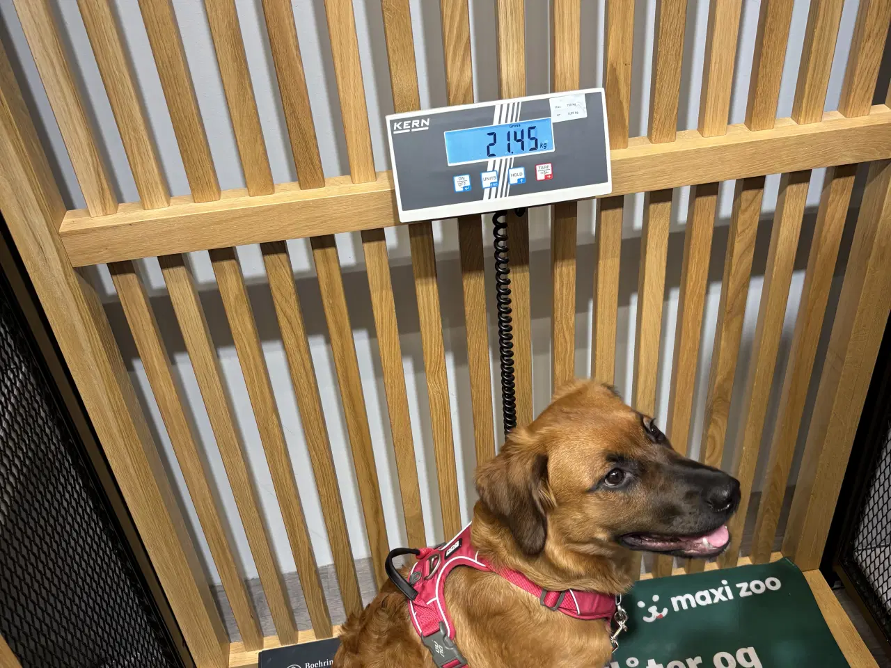 Billede 3 - Nala søger nyt hjem med kærlighed og rummelighed 