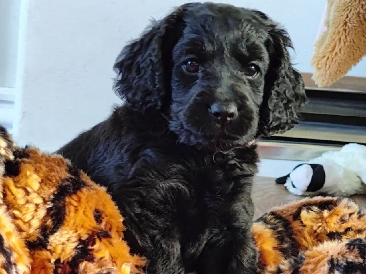 Billede 7 - Hvalp Cockerpoo Cavapoo- blanding doodle