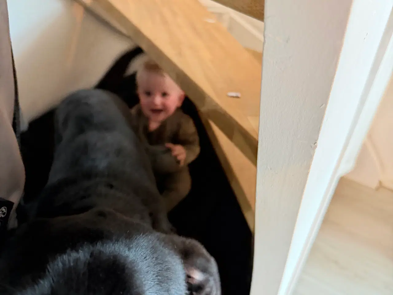 Billede 3 - Labrador