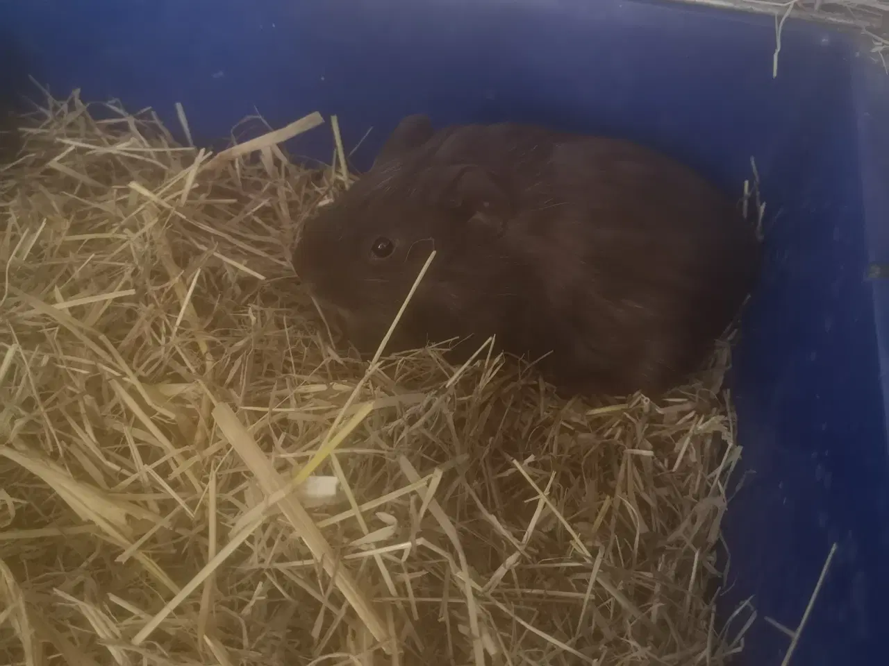 Billede 7 - Marsvin unger fra 2025