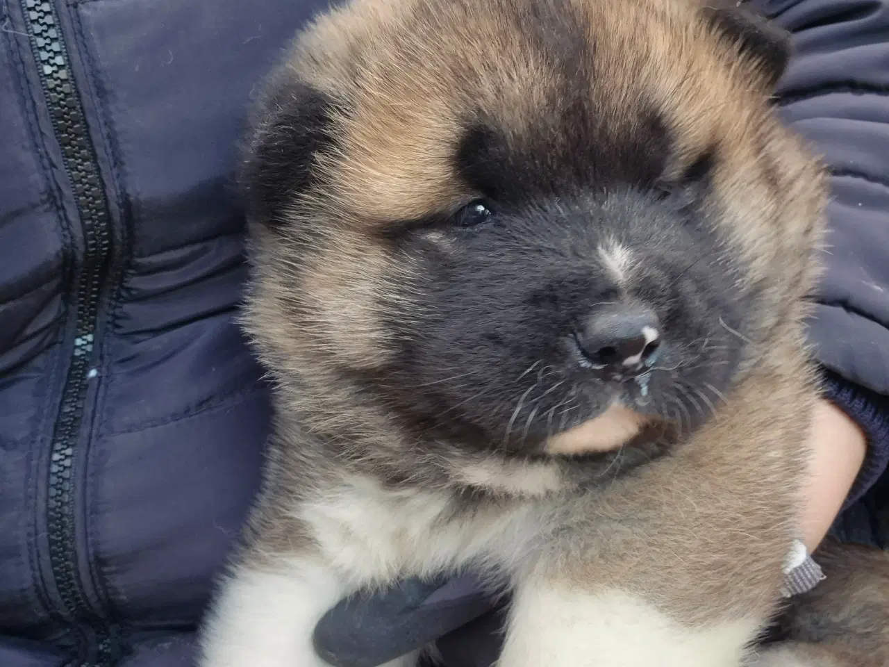 Billede 6 - Hundehvalpe American Akita 