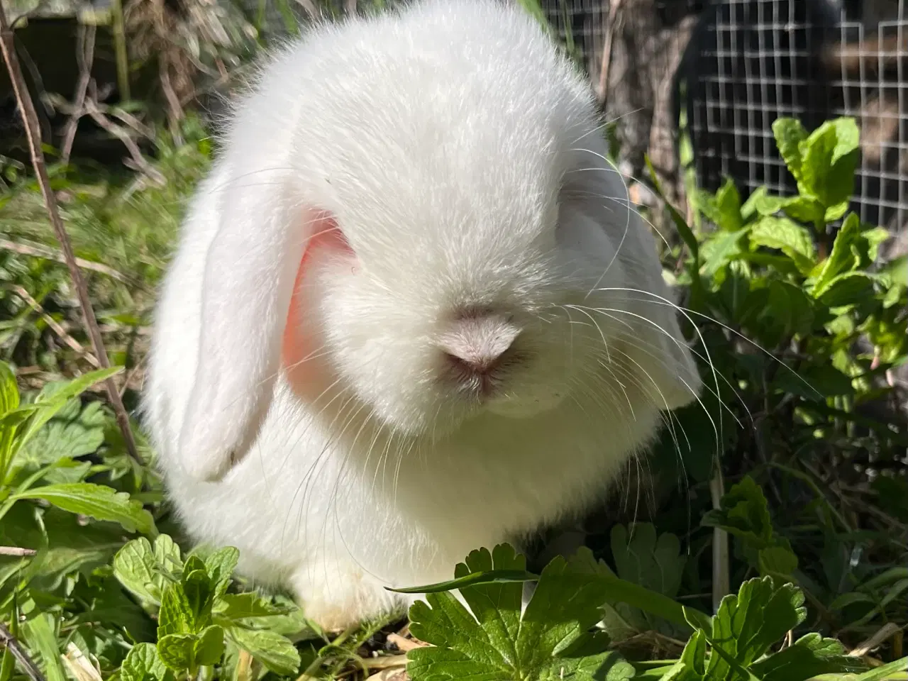 Billede 3 - Minilop han 