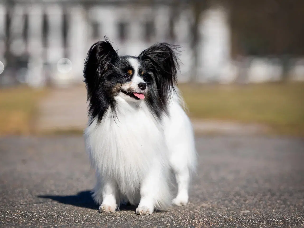 Billede 8 - Papillon hvalpe 