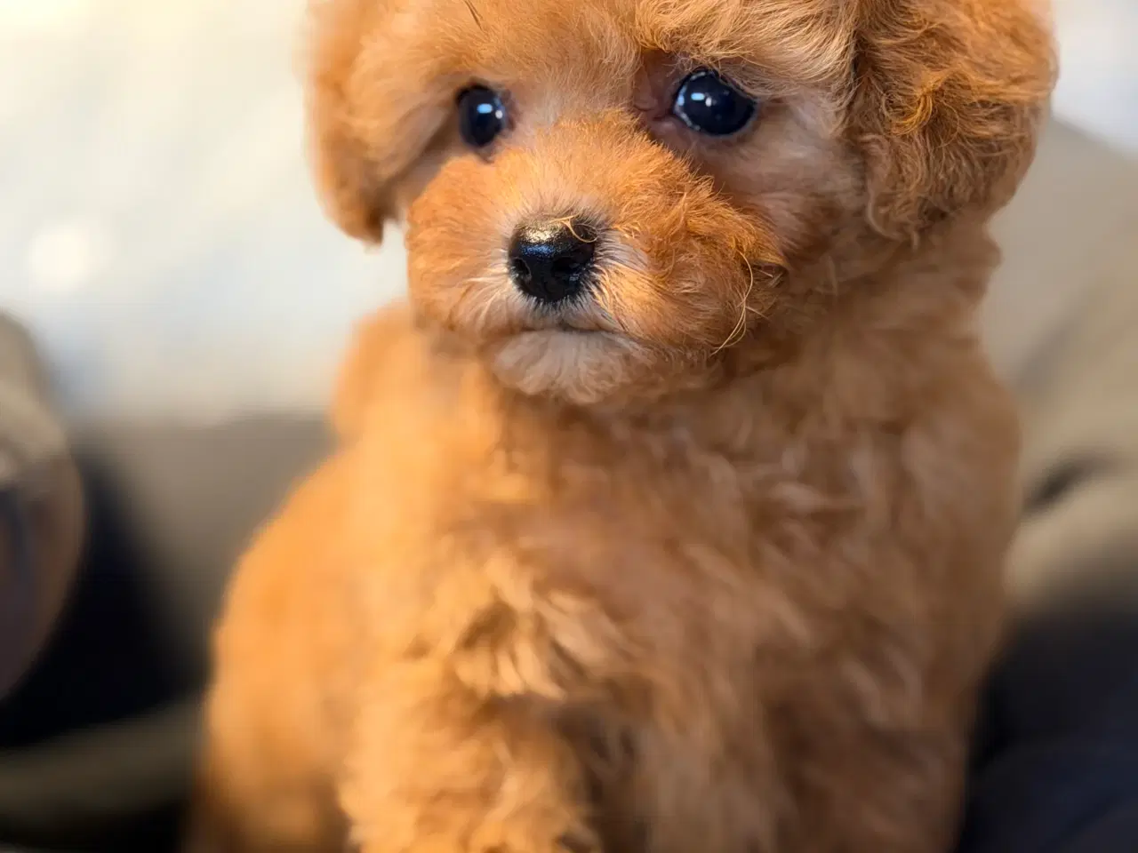 Billede 3 - Maltipoo F1B dreng