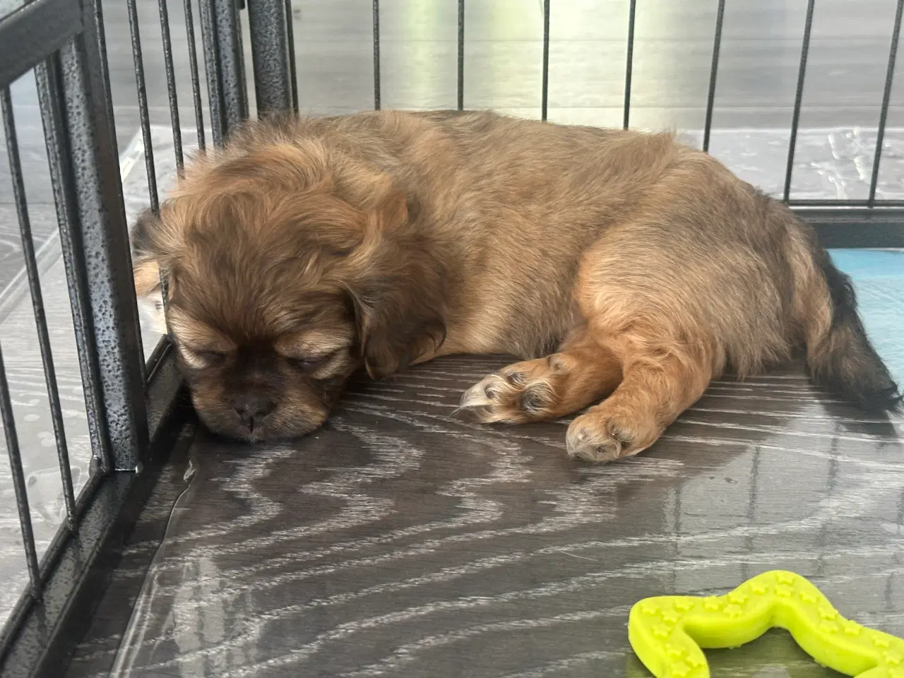 Billede 11 - Shih tzu blandinger 