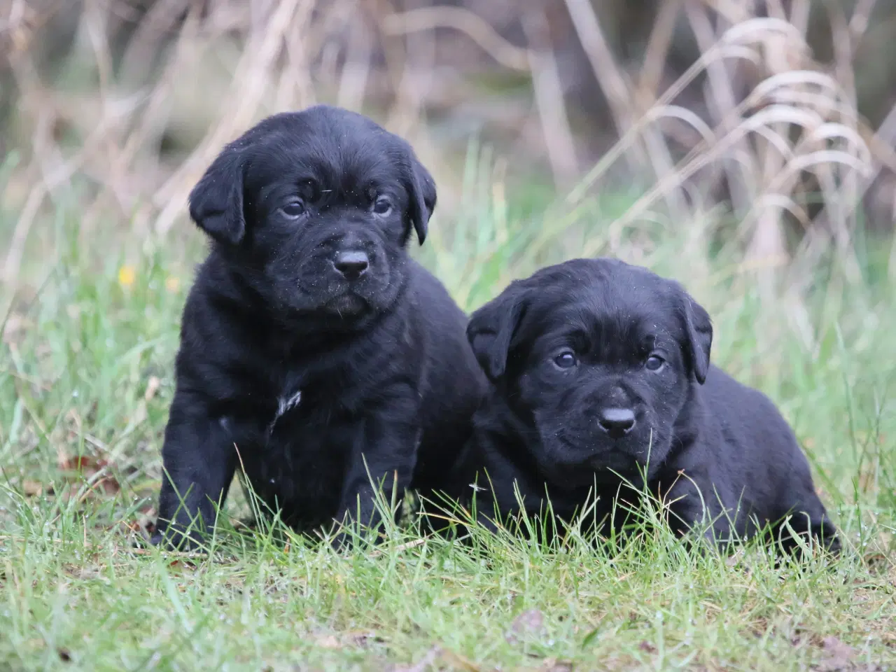 Billede 1 - Labrador hvalpe