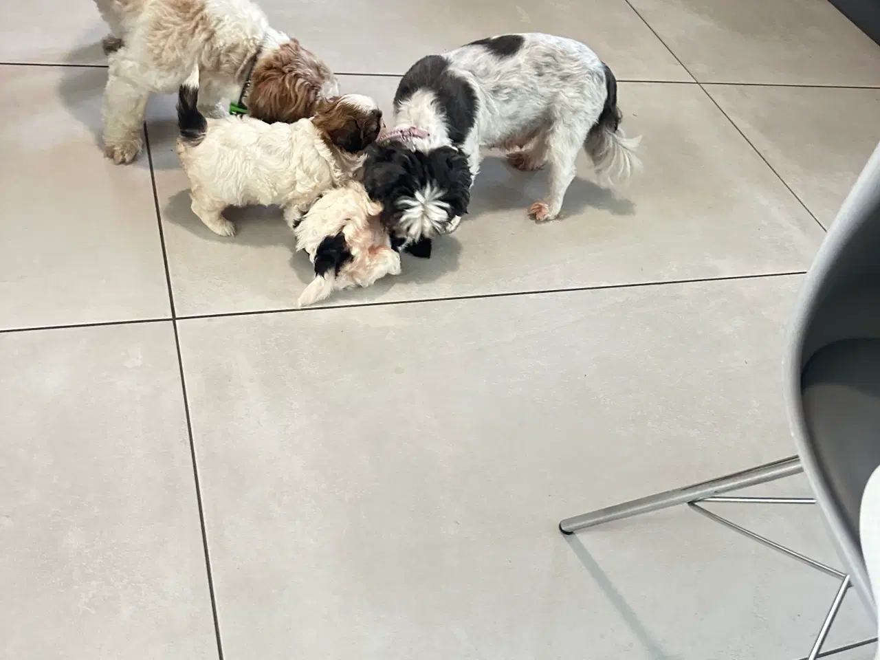 Billede 6 - Sød og allergivenlige Shih-Tzu hvalpe🐶