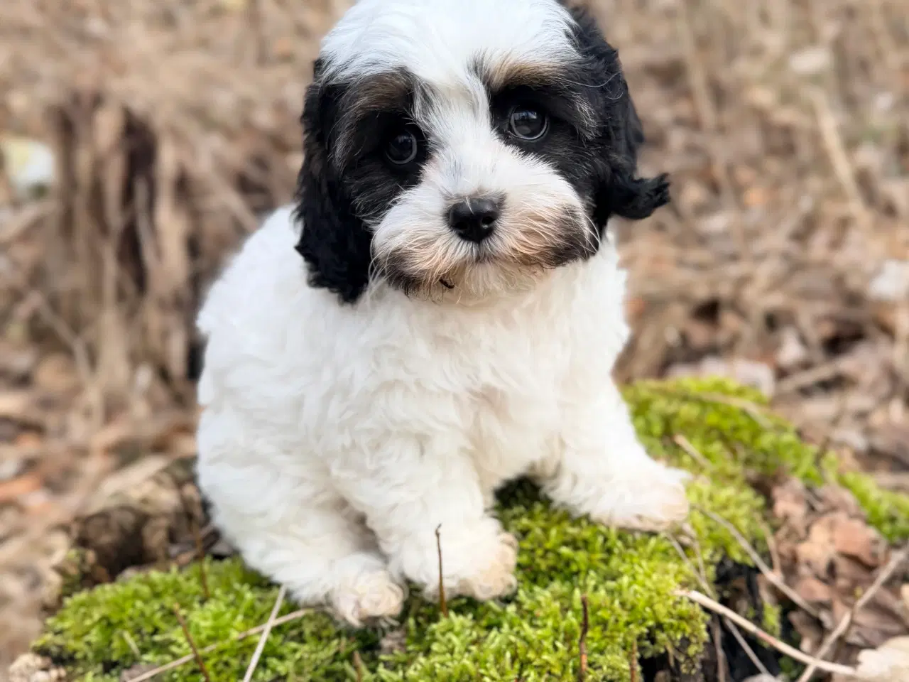 Billede 7 - Doodle Dreng