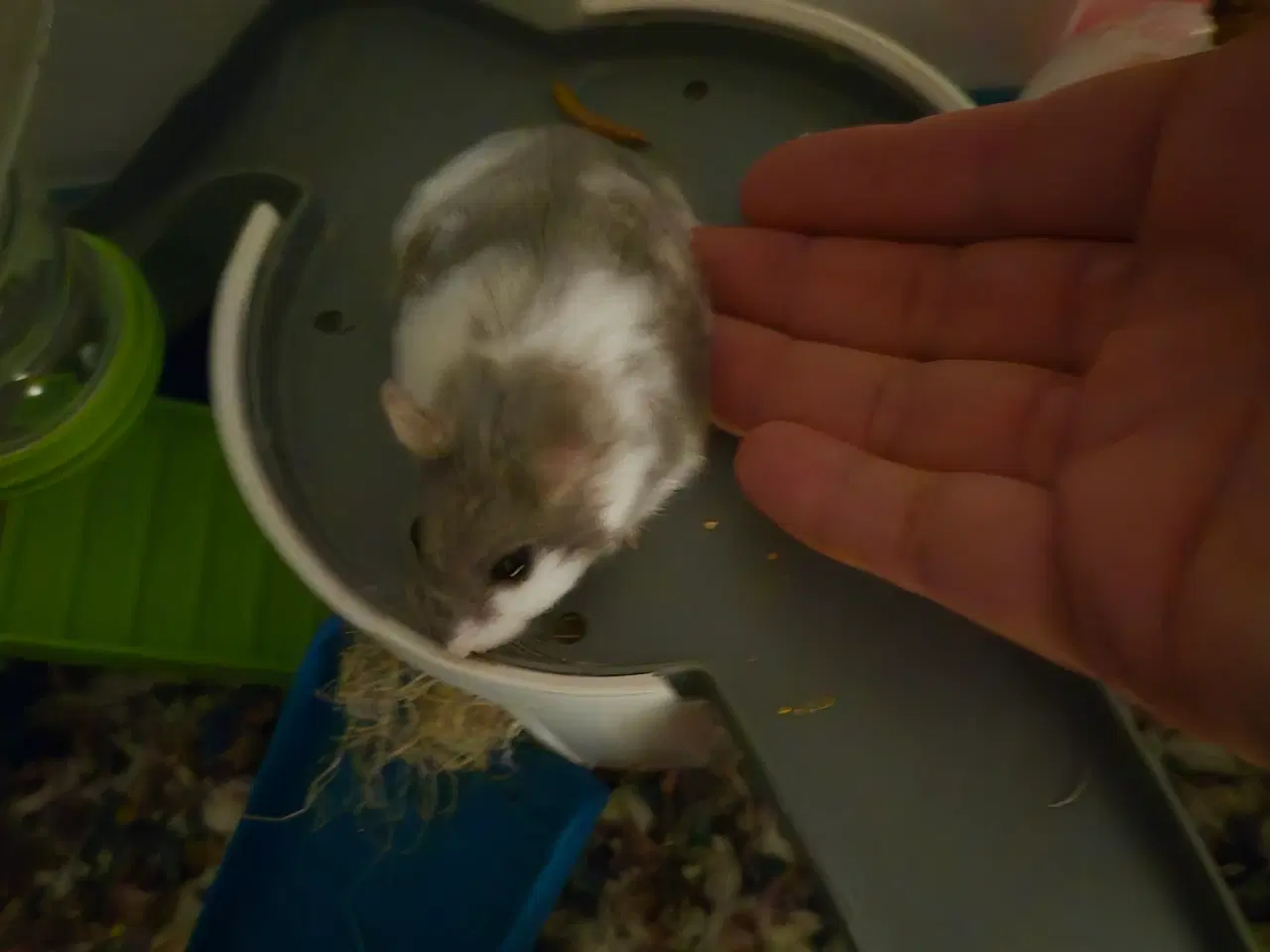 Billede 8 - Søde dværghamstere søger nyt hjem
