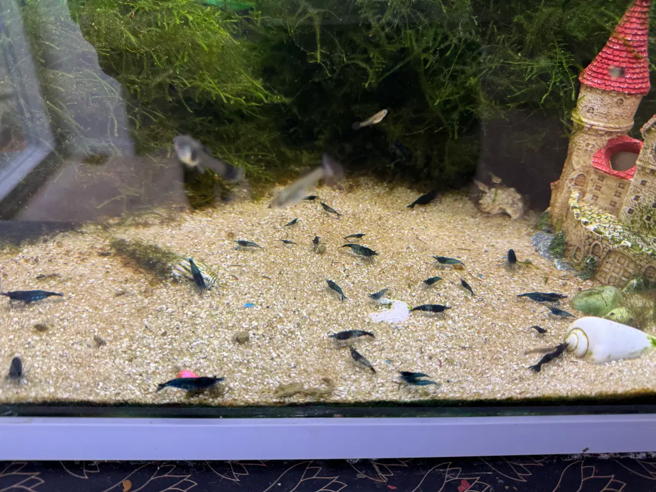 Billede 1 - Blue dream neocaridina rejer