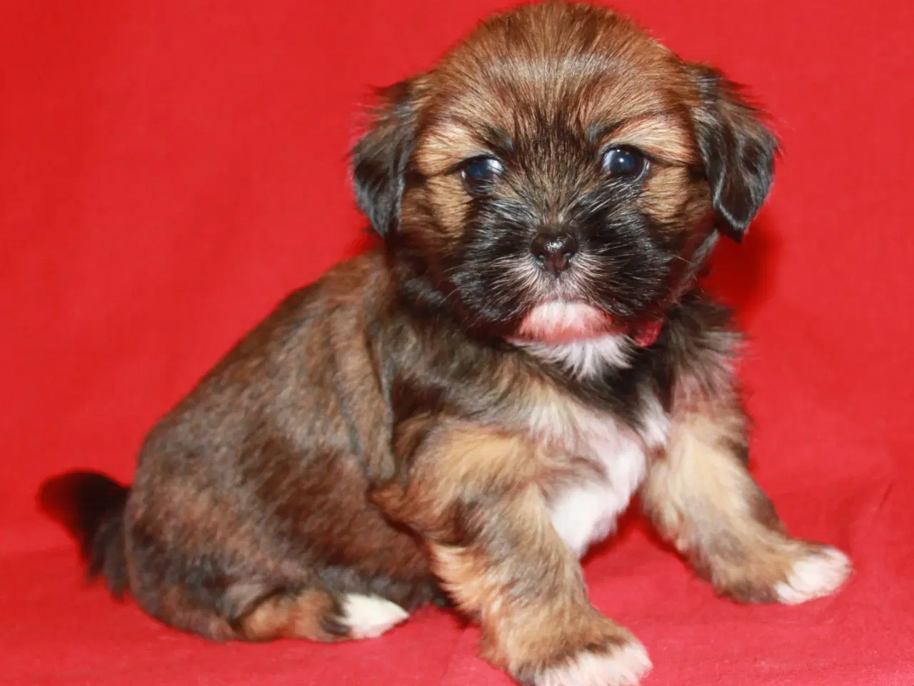 Billede 1 - Lhasa Apso hvalpe