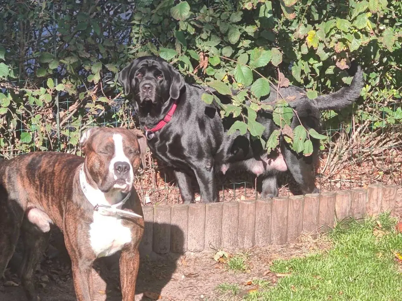 Billede 10 - Dejlige familie blandings basser 