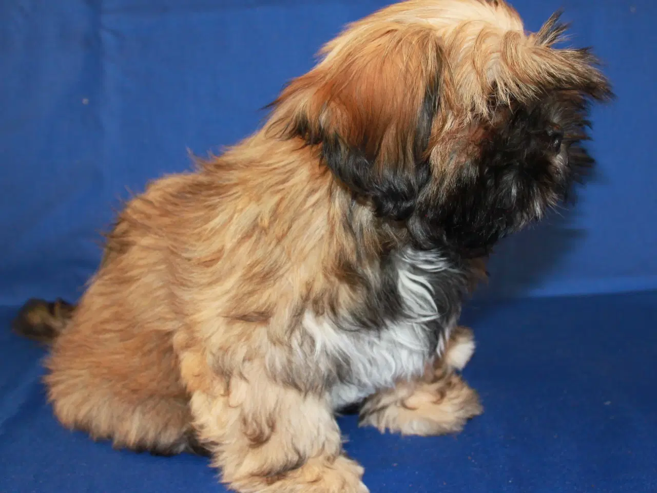 Billede 5 - Lhasa Apso hvalpe