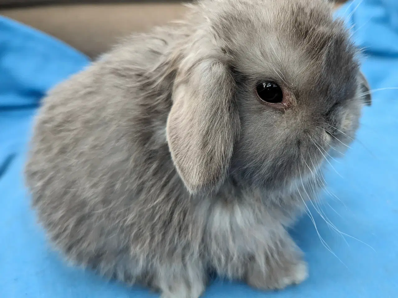 Billede 1 - Minilop kaninunge sælges 