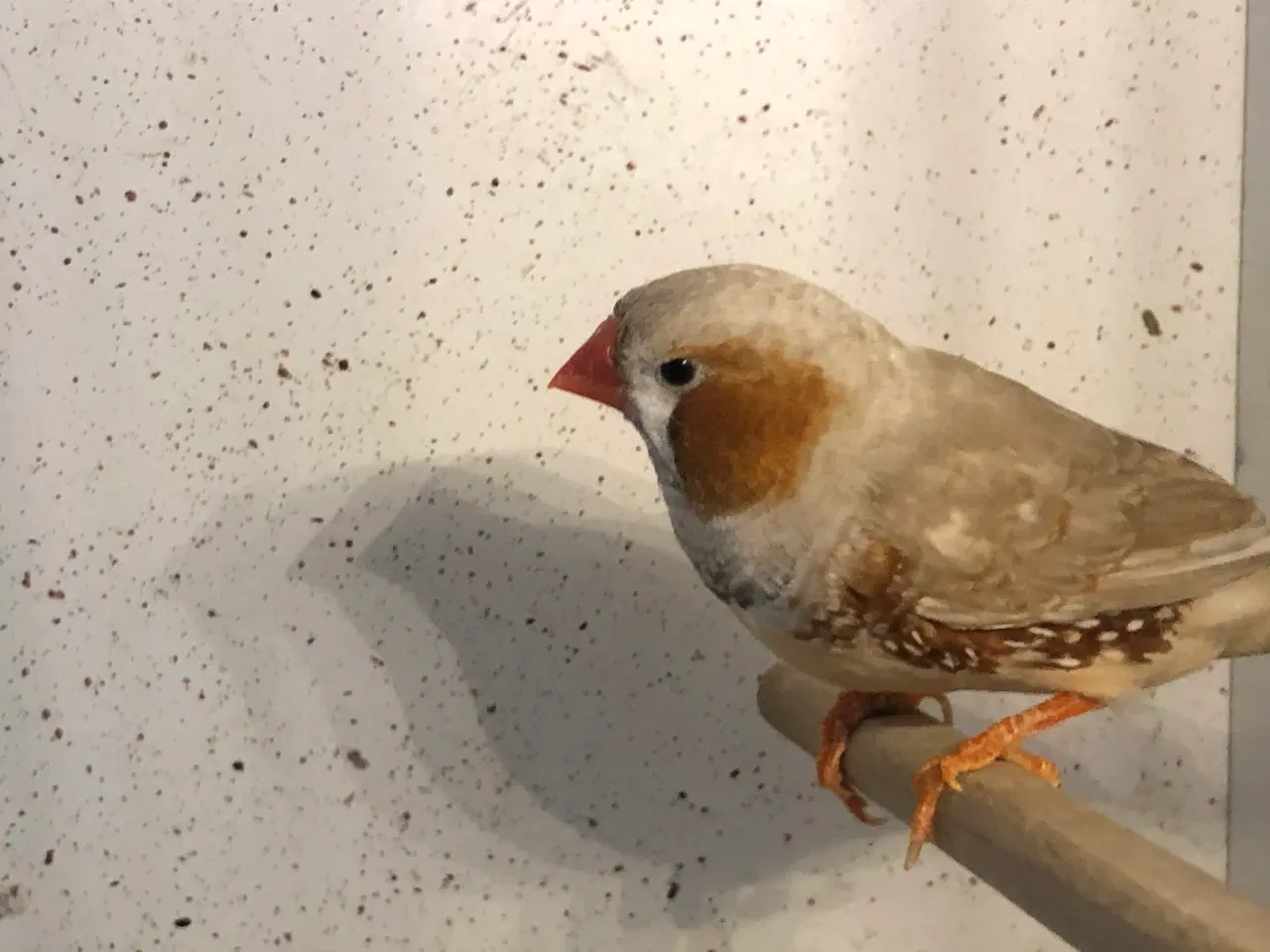 Billede 3 - udstillings zebrafinker