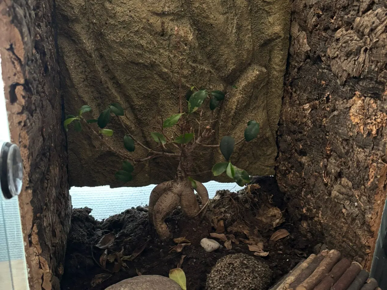 Billede 3 - Terrarium 