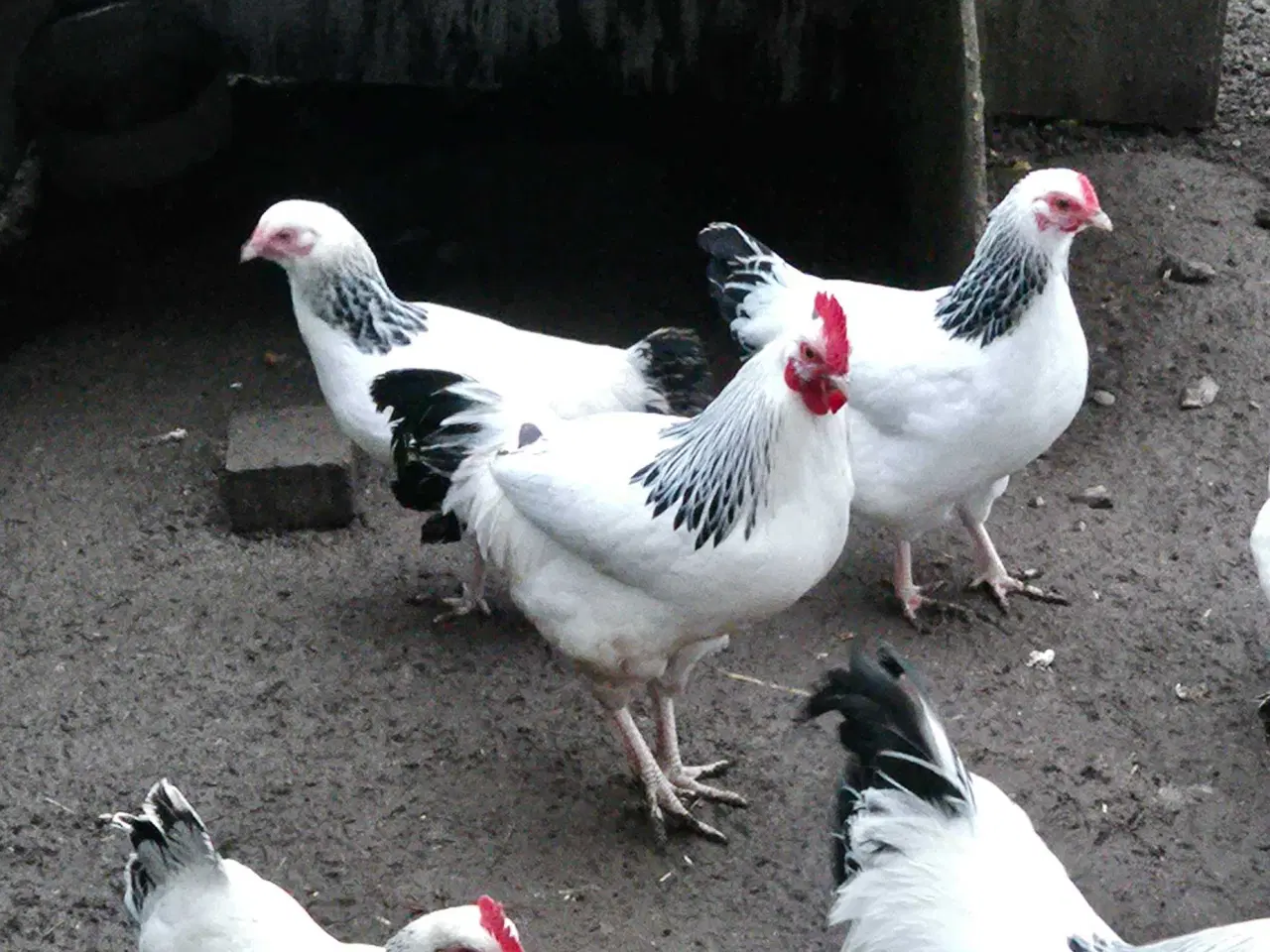 Billede 2 - Sussex sort hvid Colombia