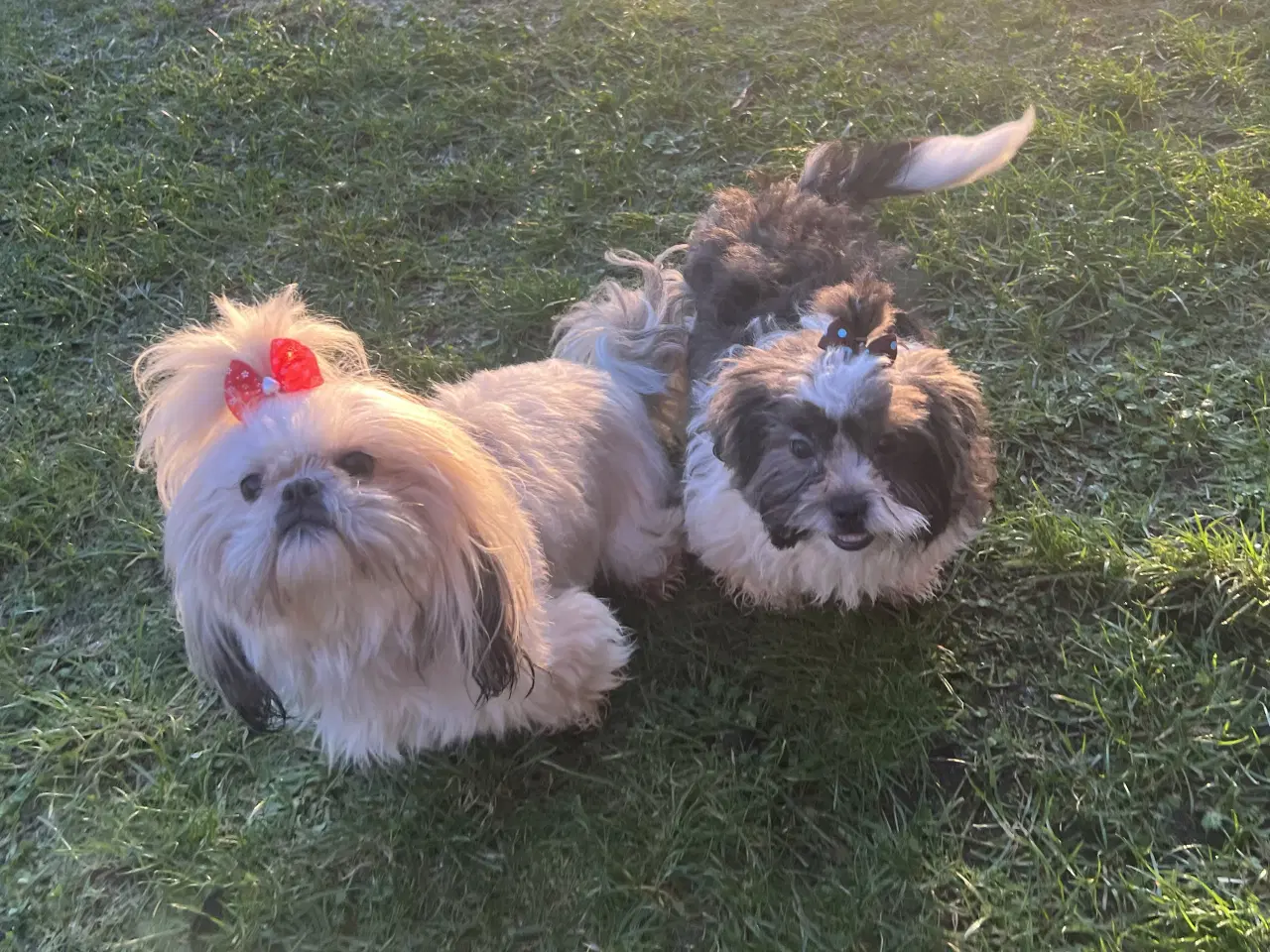 Billede 14 - Shih Tzu blandet race(sidste hvalpe