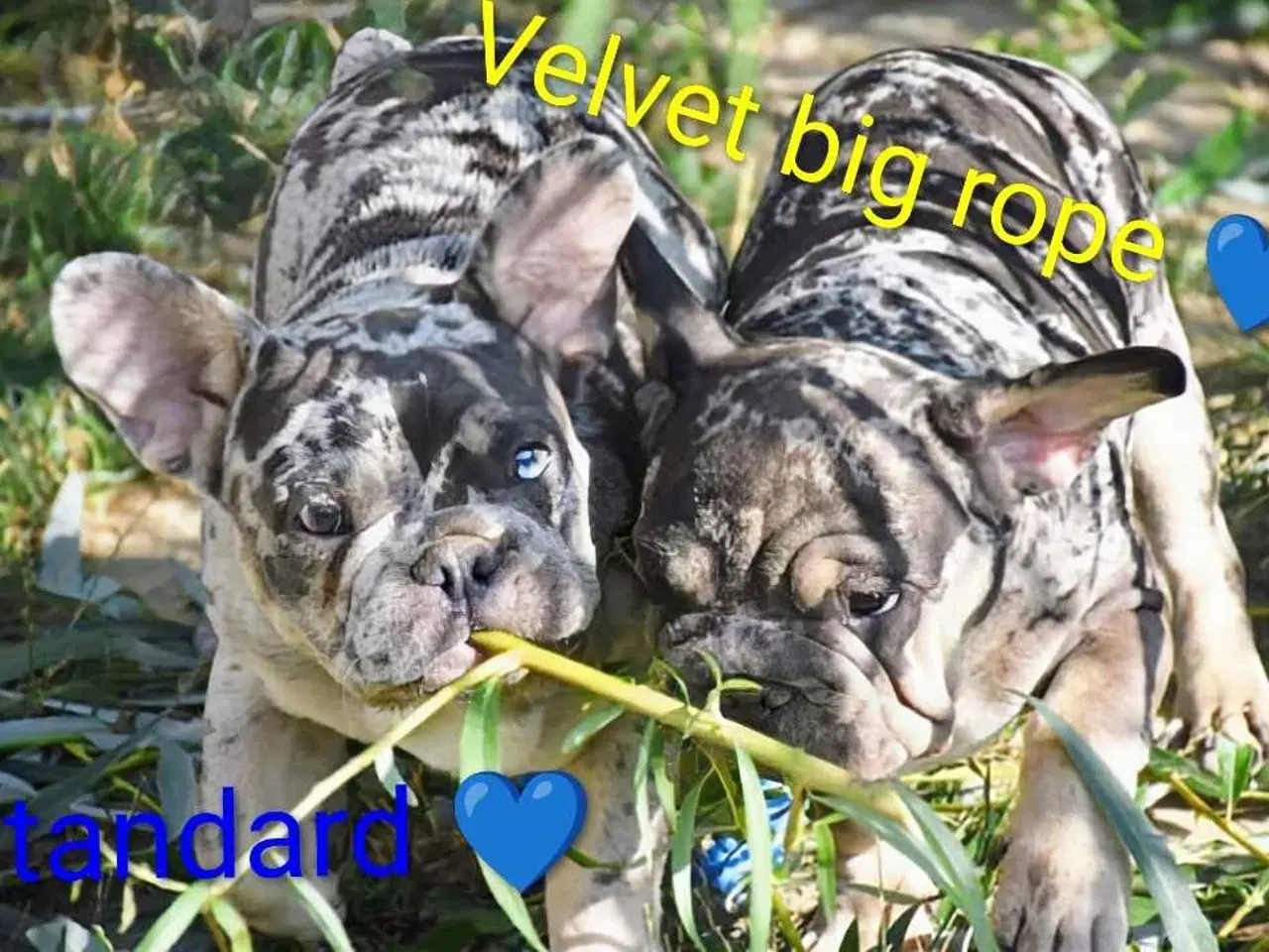 Billede 4 - Fransk bulldog hvalp. NEDSAT!