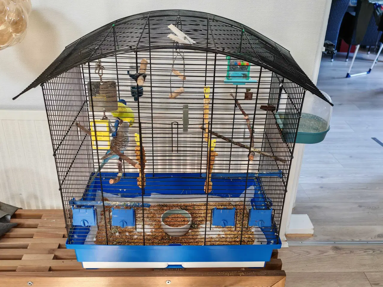 Billede 4 - 2 søde undulater (han) 