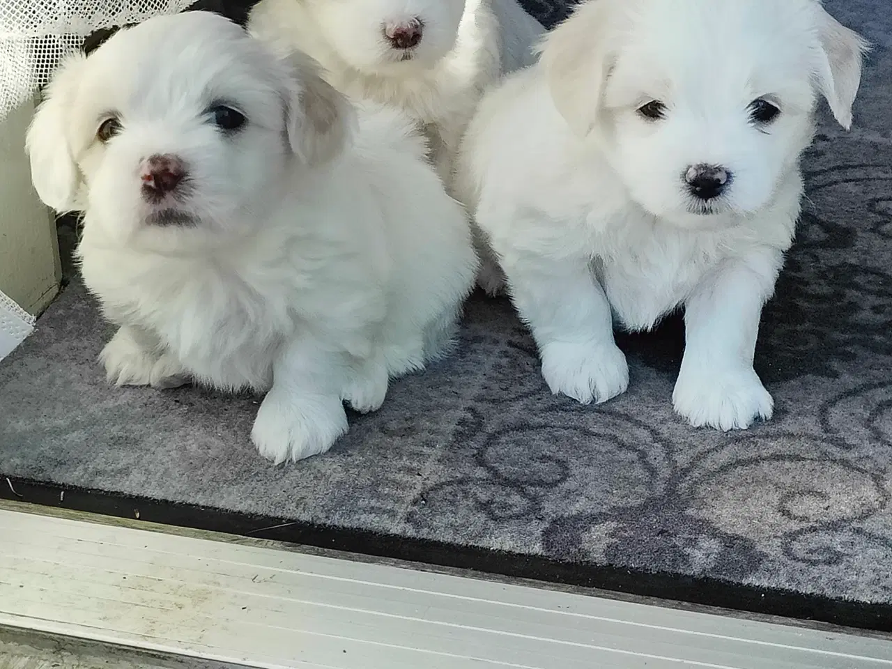 Billede 3 - Malteser/Chinese og Malteser cotton de Tulear 