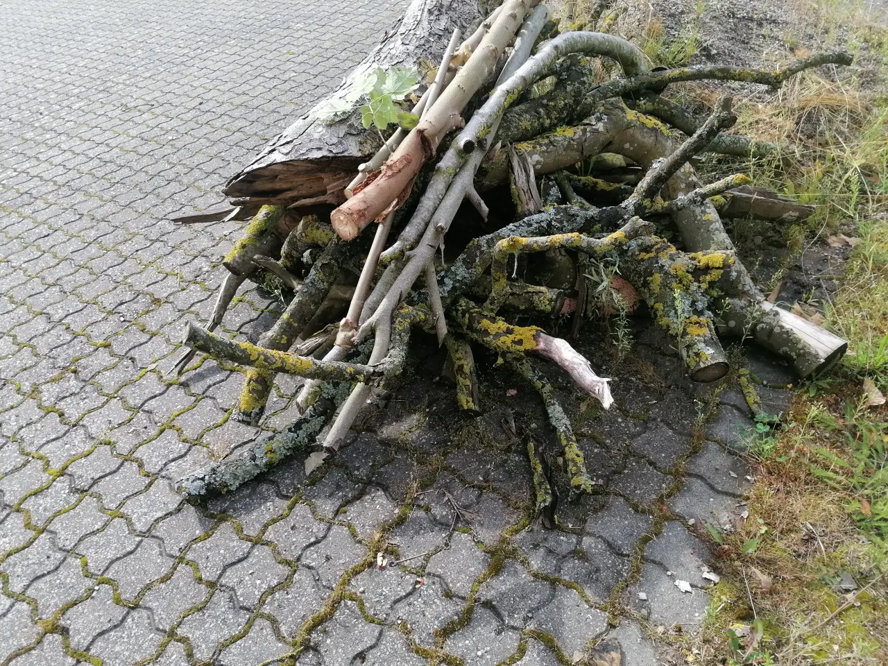 Billede 6 - Blandet Løvtræ op til ca. Ø20 cm.