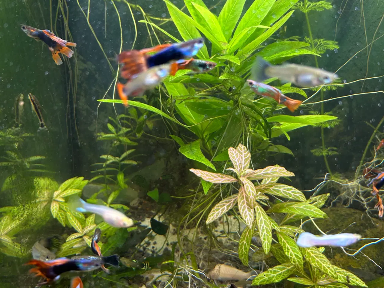 Billede 2 - Voksne guppy, 2stk.