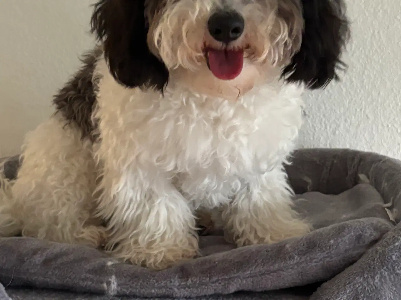 Billede 4 - Sødeste Cavapoo hvalp 