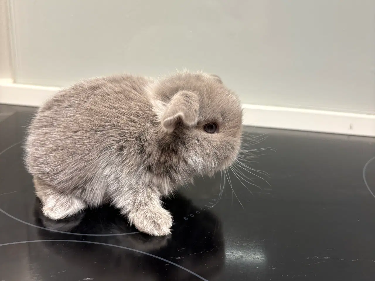 Billede 2 - Mini lop hun kanin