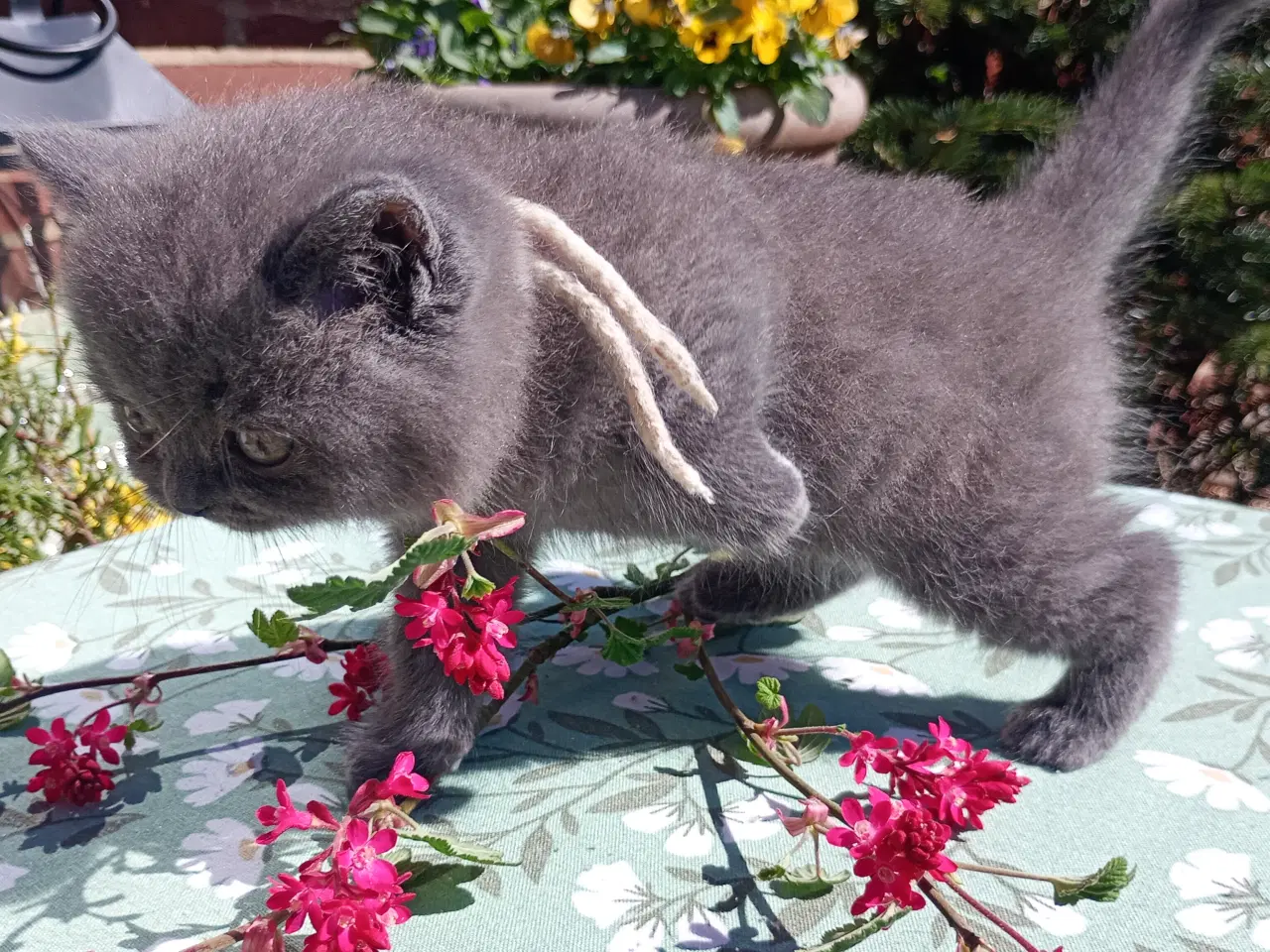 Billede 8 - British shorthair pige - RESERVERET