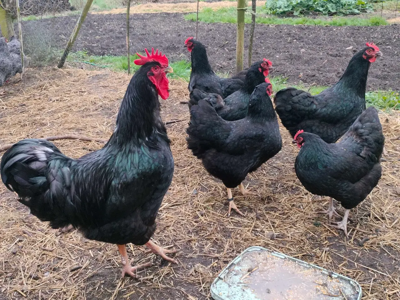 Billede 2 - Kyllinger 