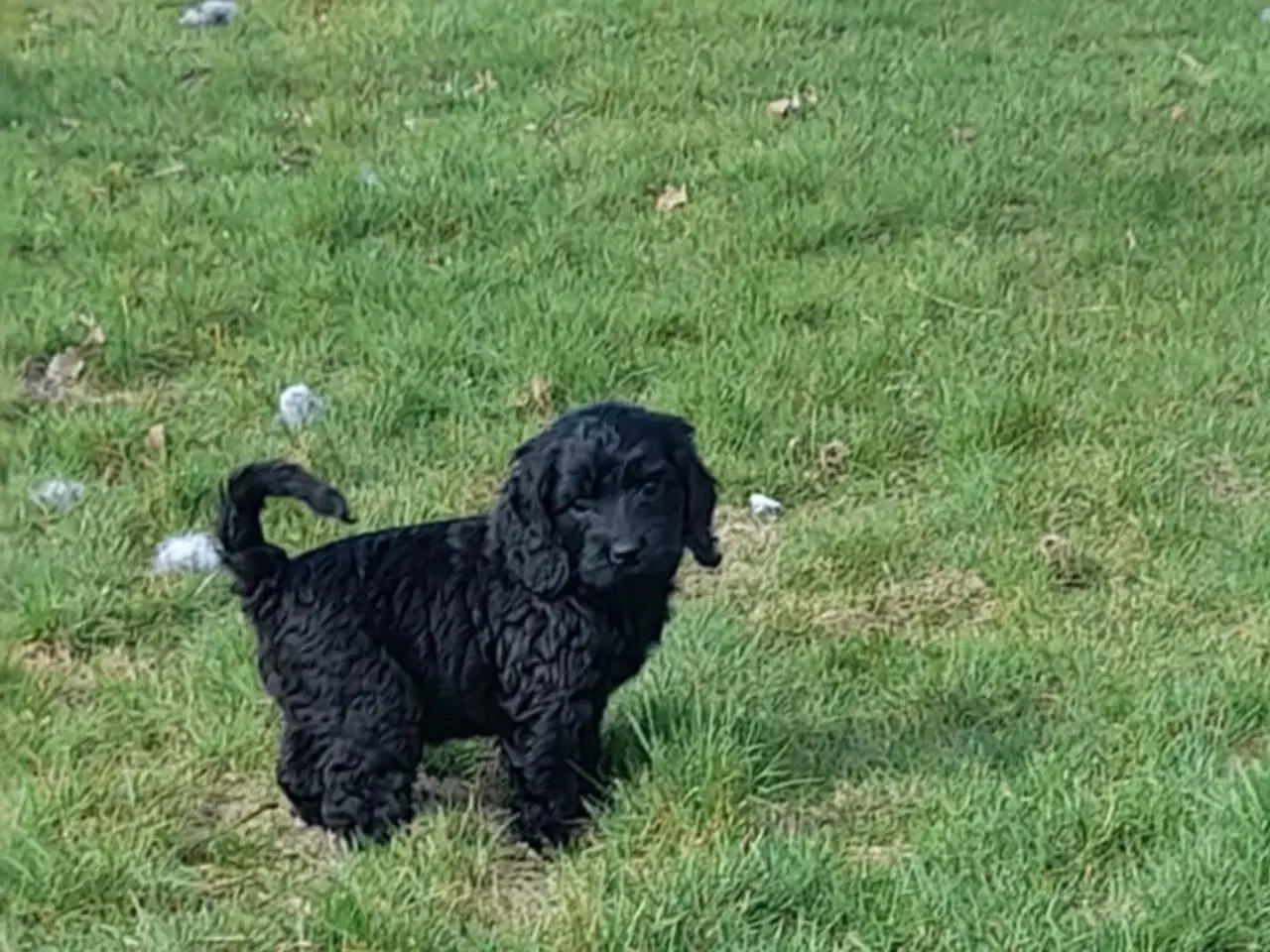 Billede 5 - Cockerpoo