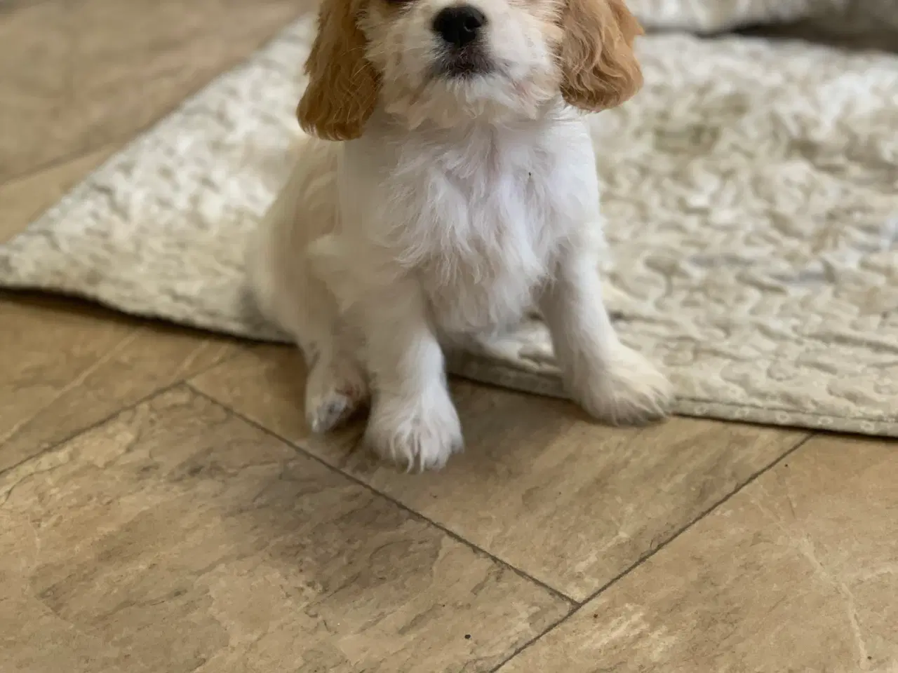 Billede 9 - Bichon / cavalier babyer 