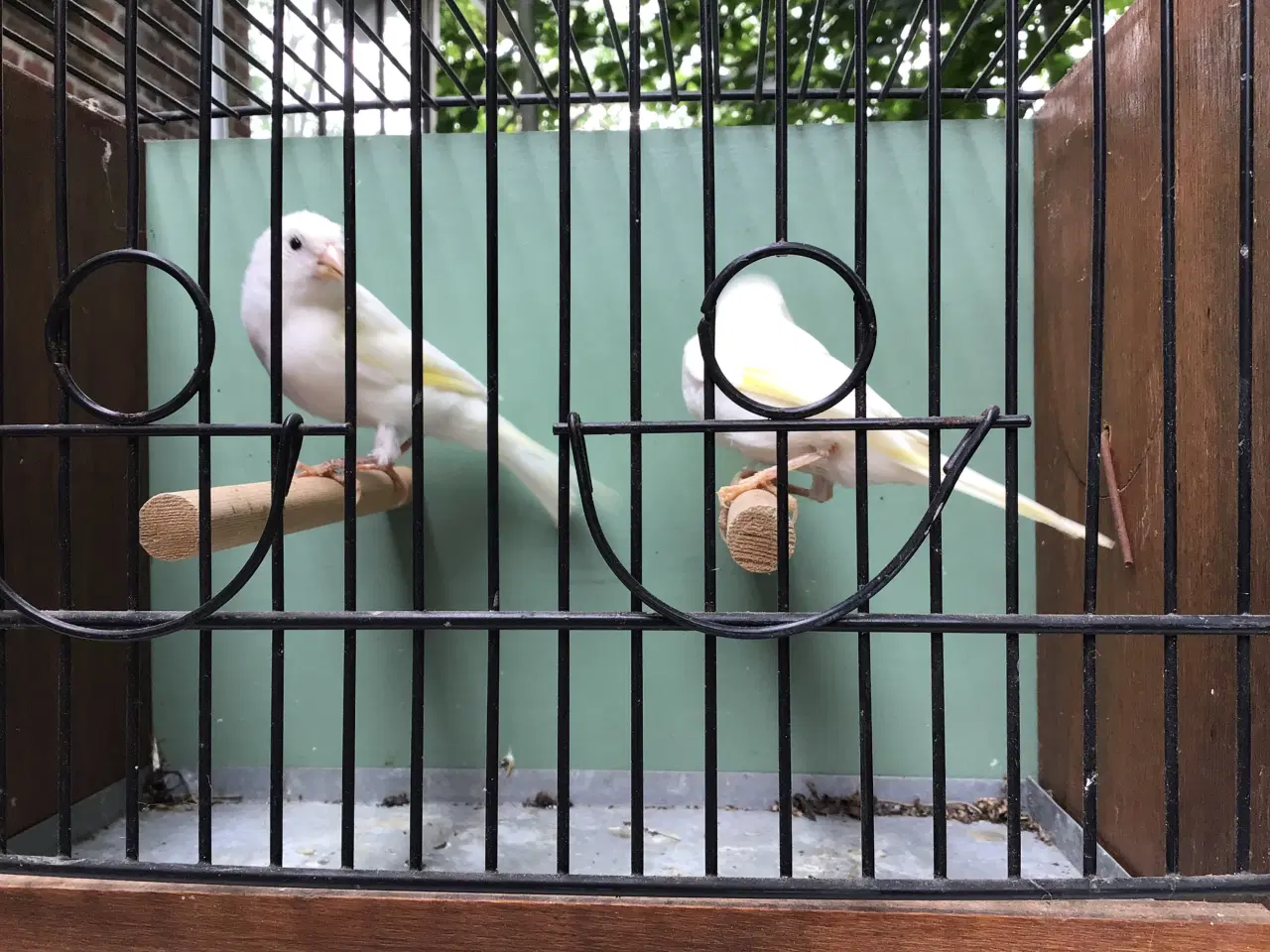 Billede 3 - Hvide kanarier