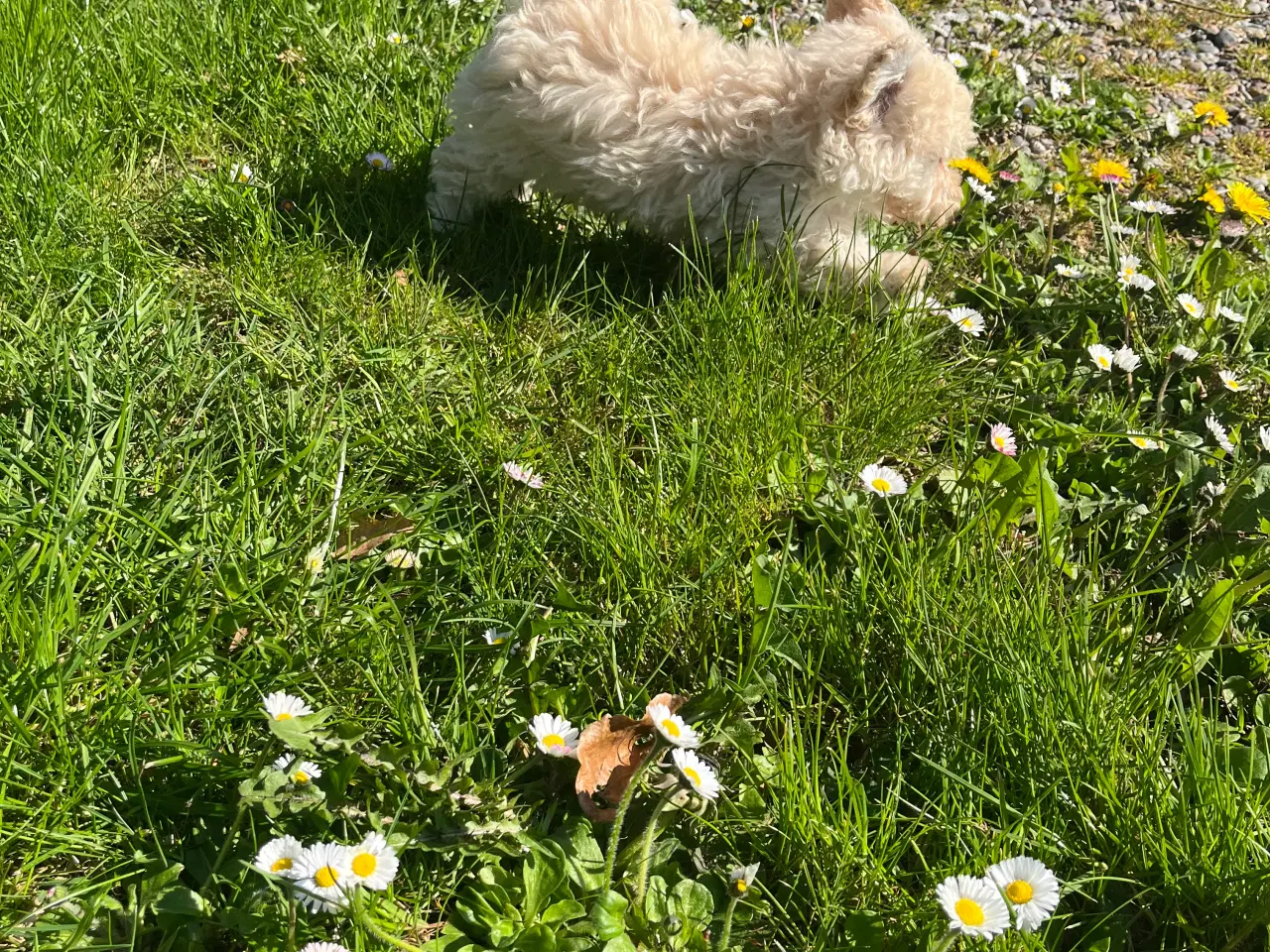 Billede 4 - Maltipoo hvalpe