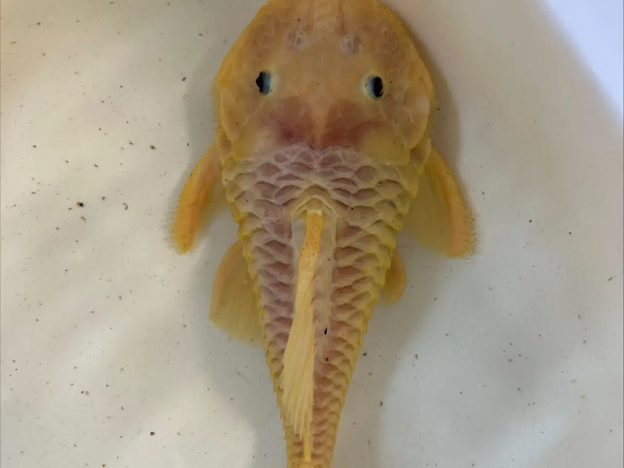 Billede 1 - L056 Yellow Rubber Pleco
