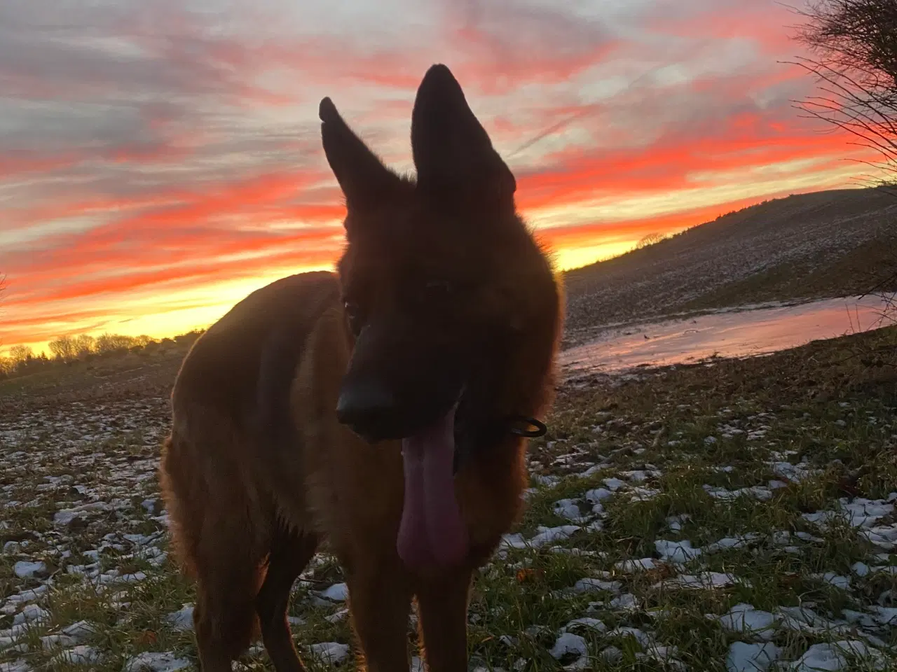 Billede 10 - Schæfer hvalpe